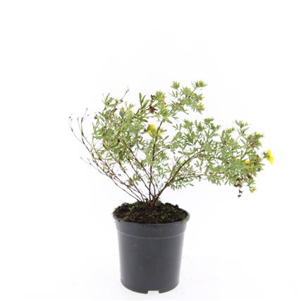 Ølandstok - Potentilla Fruticosa, 30-40 cm - Barrot - 25 Pakke - Gratis frakt